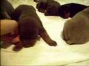Doberman Puppies Born 9-14-07 Doberman Puppies Born 9-14-07