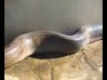 Anaconda at bijie liquidator in iraq