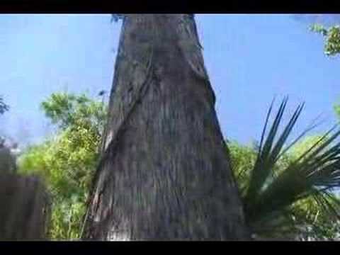 Cypress in Fakahatchee Strand State ...