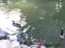 Fish Swimming AT South Park