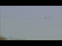 Flying parade