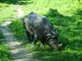 neushoorn / rhino in Chitwan, Nepal 2