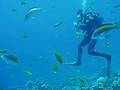 videos de Dahab Diving Video_0001.wmv