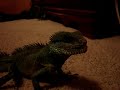 lizards feeding video lizards feeding video