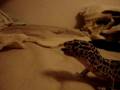 videos de lizards feeding video