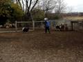 videos de Yutori Finnish Lapphund 'Sony' herding instinct test