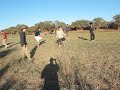 Cow shit throwing Cow shit throwing