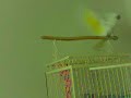 I have a crazy bird