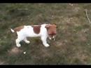cute-terrier-puppy-with-mickey-mouse-image-on-her-side.html