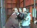 Giraffe Calf Well Baby Check Ellen Trout Zoo Lufkin Texas