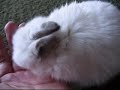 Mochi Cleaning Herself