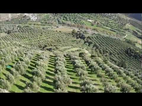 ΕΛΙΑΣ - Ηράκλειο Κρήτης Δεκέμβριος 2012 * Heraklion Crete December 2012 Μάζεμα ελιάς στην Κρήτη για την παραγωγή του περίφημου κρητικού ελαιόλαδου. Είναι...
