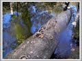 canyon foret primaire canyon foret primaire