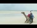 The Idling Camel Man of Mombasa