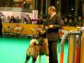 videos de Eurodogshow Kortrijk 2008 - Best in Show - Part 2