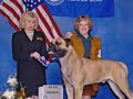 DEXT-ORR BULLMASTIFFS SHOW PICS