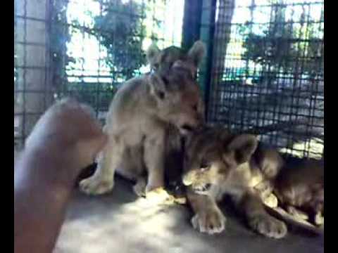 tigon