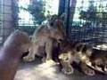 Tigon Cubs