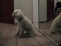 benji obediente, adiestramiento en positivo