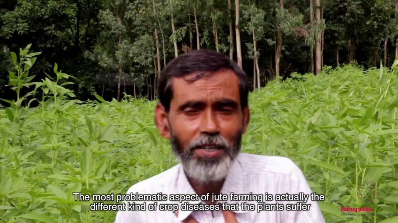 Jute Cultivation