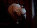 Finnigan crying