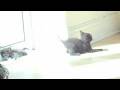 videos de Kittens: Oskar and Stella with Marlene & Boycie