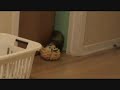Charlie et son jouet preferé.wmv