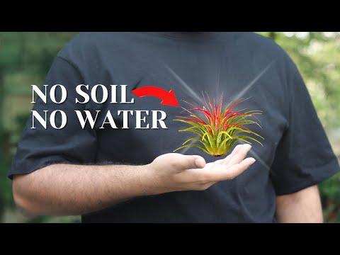 Unique Plants जो बिना मिटटी/पानी के उगते हैं