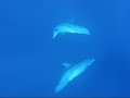 Dolphin Dance Dolphin Dance