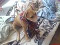 AMSTAFF BLETKA