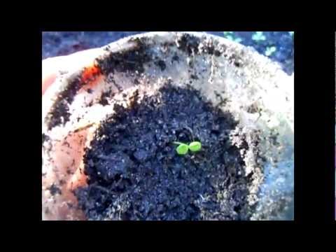 how to grow kiwi from seed