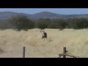 Traditional bowhunting Oryx/Gemsbok in Namibia