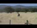 Traditional bowhunting Oryx/Gemsbok in Namibia