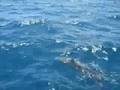 Swimming with Dolphins!!!