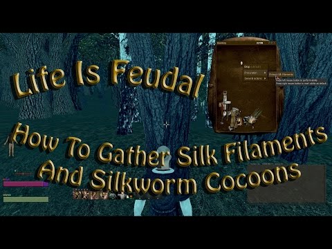 how to collect silk from silkworms