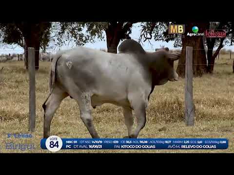 2 DE OLHO NA FAZENDA NELORE BIRIGUI