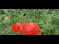 2 Hommels bij papavers 2 Hommels bij papavers
