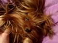 Yorkie passes out