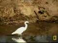 Birds! Birds! Birds! 50