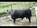 aberdeenangusbulls.wmv