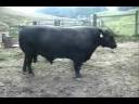 aberdeenangusbulls.wmv