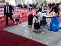 videos de Bull Terrier on Zagreb Cacib....Italian crew...RULEZ!!!!