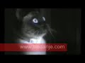 funny cats 4 real