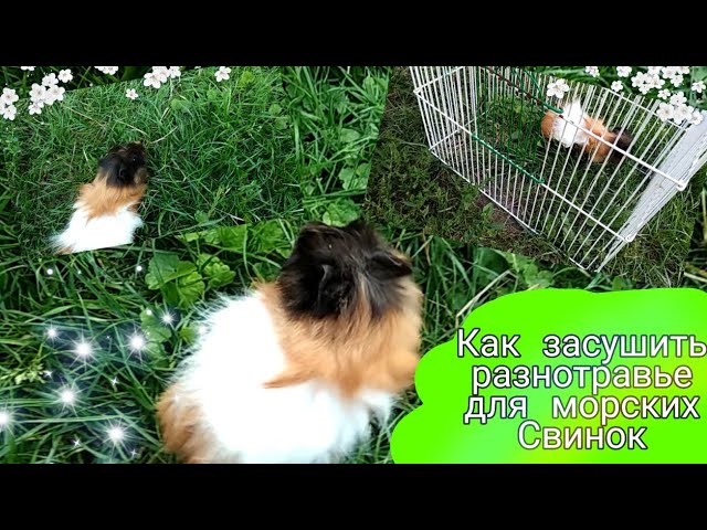 Как засушить разнотравье для Морских Свинок|Сено|Заготовки