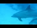 funny dolphins - delfini in egitto - video by simeone scuba diving funny dolphins - delfini in egitto - video by simeone scuba diving