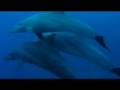 funny dolphins - delfini in egitto - video by simeone scuba diving