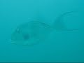 BUZO - Buceo en Granate