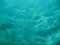 BUZO - Buceo en Granate