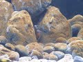 Tropheus sp Bemba