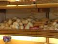 videos de Tele Bue ed 2008/2009 - Nel Mirino - 3a puntata - Carovita